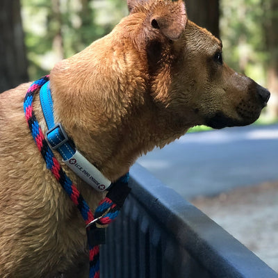 I.C.E. Halter / Collar ID