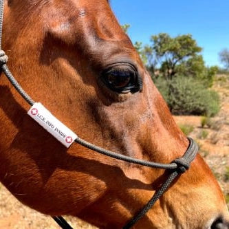 I.C.E. Halter / Collar ID