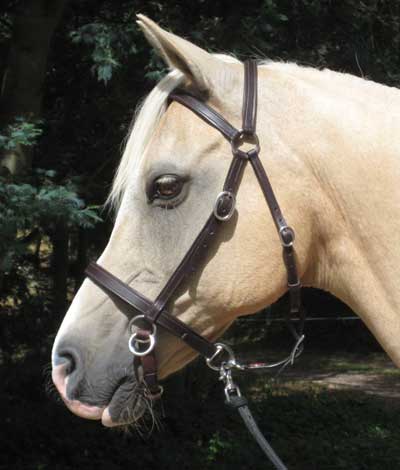 LightRider STOCKHORSE BITLESS Bridle - Regular Leather with S/Steel Fittings