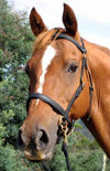 LightRider STOCKHORSE BITLESS Bridle - Regular Leather with BRASS Fittings