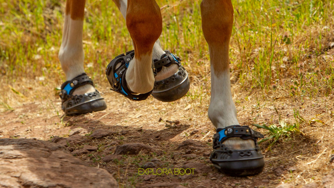 Gone Ringing Get some magic on your horse's feet: Introducing the Explora Magic hoo ...