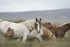 Tackling the dreaded dreadlock: an easier way to combat matted manes