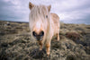 A hairy palomino pony with a very long forelock, smooching the camera.