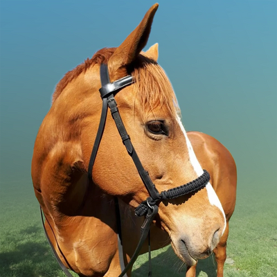 Evolve BITLESS NOSEBAND