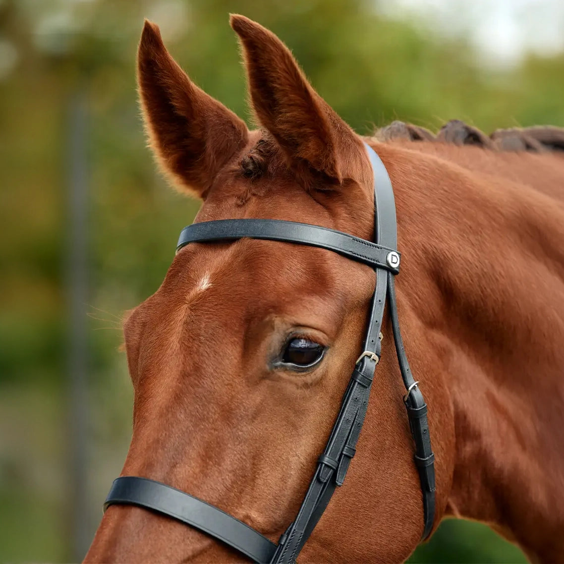 DUBLIN Flat Cavesson Bridle