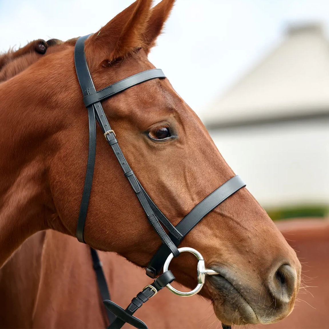 DUBLIN Flat Cavesson Bridle
