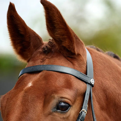 DUBLIN Flat Cavesson Bridle