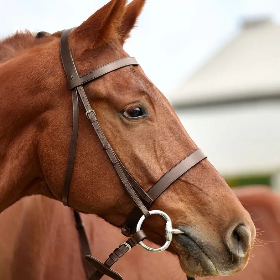 DUBLIN Flat Cavesson Bridle