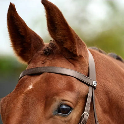 DUBLIN Flat Cavesson Bridle