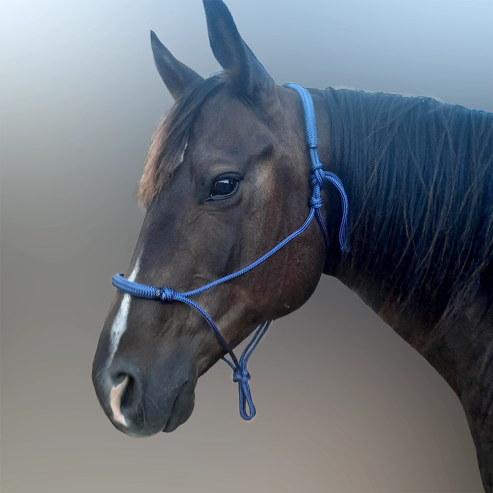Evolve Headstall 6mm yatching rope with padded nose and poll - by Evolve Equine