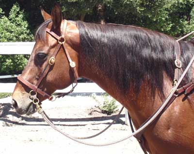 LightRider STOCKHORSE BITLESS Bridle - Regular Leather with S/Steel Fittings