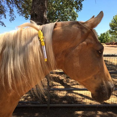 ManeStay - Equine Emergency ID Tag