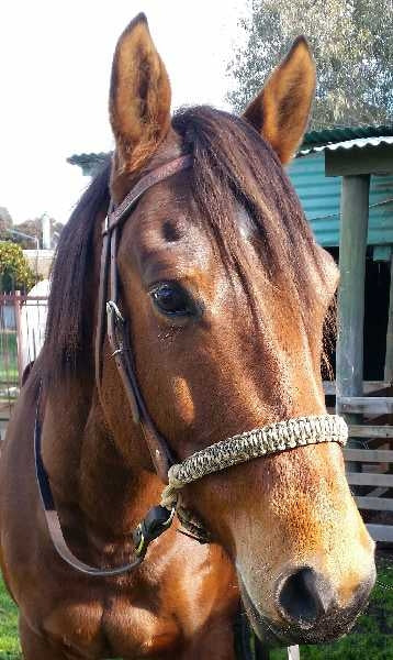 Evolve Equine BITLESS NOSEBAND