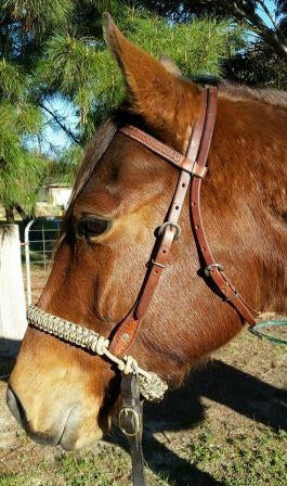 Evolve Equine BITLESS NOSEBAND