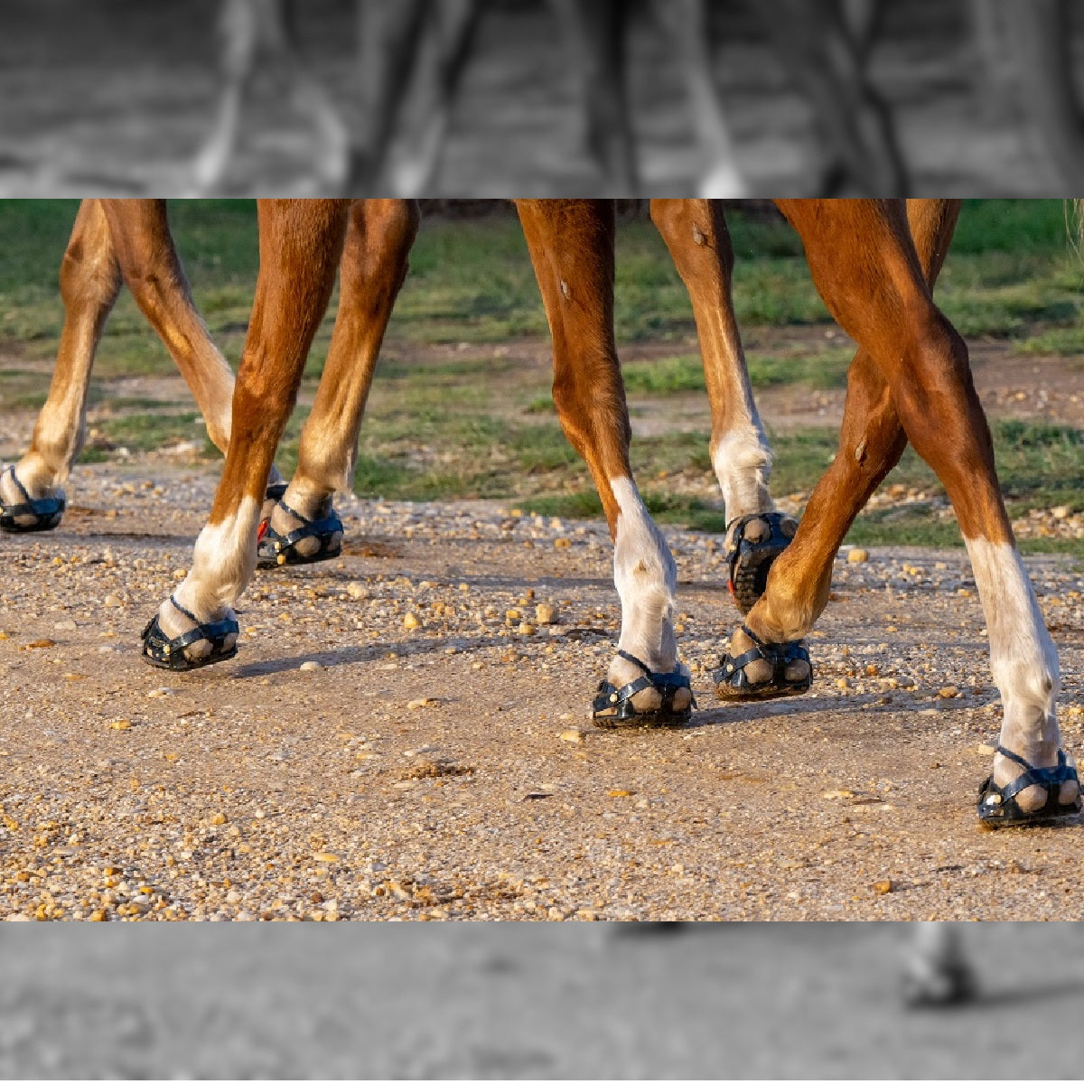 Scootboot ADJUST Hoof Boots - PAIR