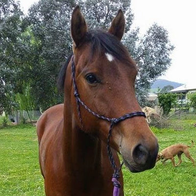 Nungar Knots 6mm Headstall - BLACK PURPLE