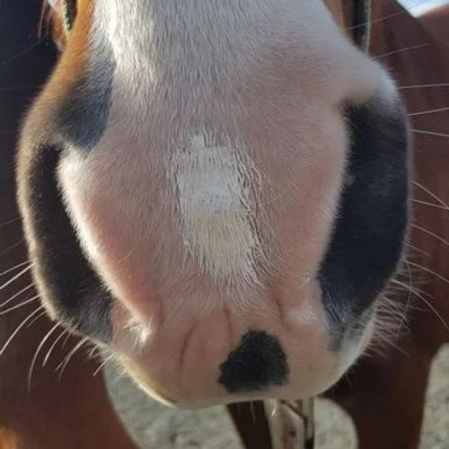 Zinc Putty 300g - by Bare Equine Australia